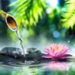 Lotus et bim bam sur l'eau, propices à la méditation profonde