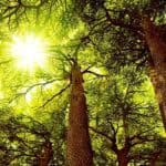 Forêt de cèdres et lumière de la clairière