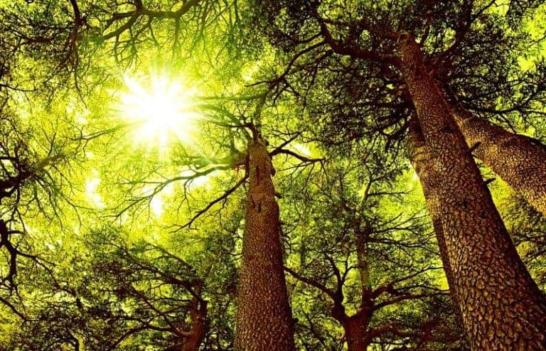 Forêt de cèdres et lumière de la clairière