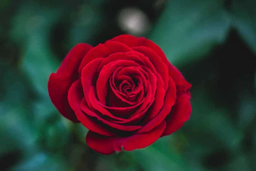 Rose en fleur