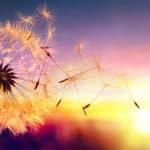 Une Méditation pour Chaque jour Pissenlit qui s'envole au coucher du soleil, allégorie de la vie et de la mort