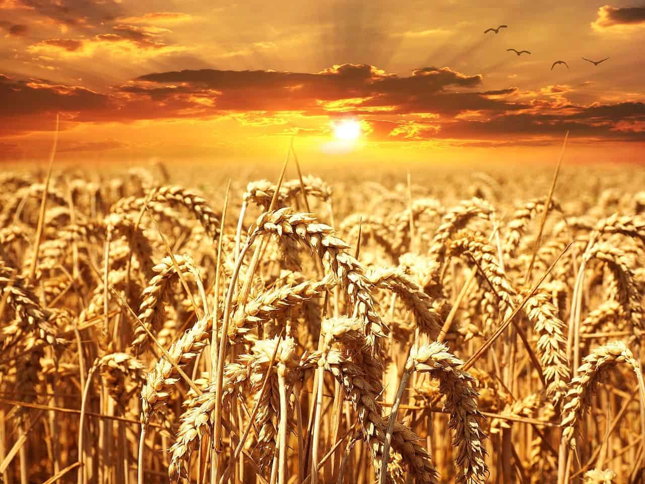 Champs de blé au coucher du soleil