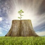 Régénérez votre Nouvelle Année avec la Kriyananda Upanishad ! Jeune pousse qui renaît de la souche d'un arbre coupé