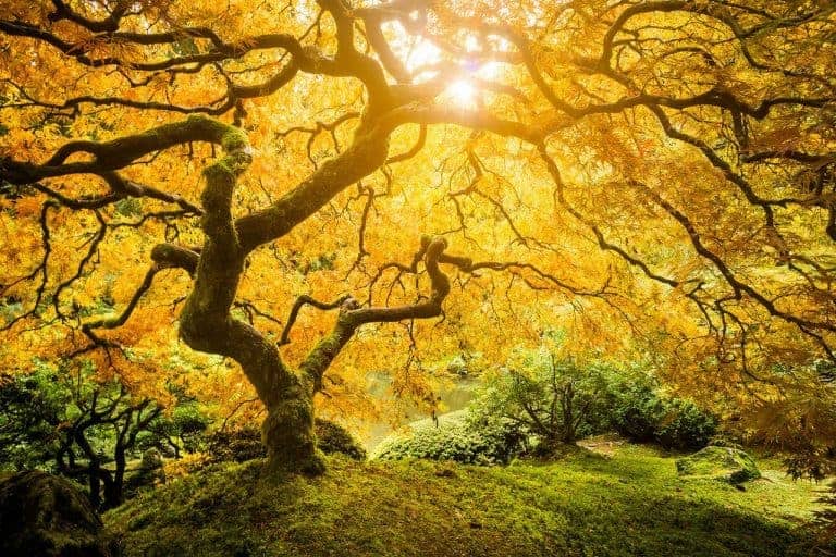 L'arbre de la vie, en pleine forêt