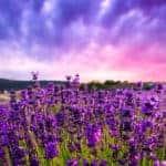 Comment Trouver l'Essence de l'Existence ? Coucher de soleil sur un champ de lavande