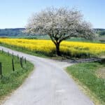 La Quintessence de la Vie est Sat Chit Ananda Bifurcation entre deux routes, arbre bucolique