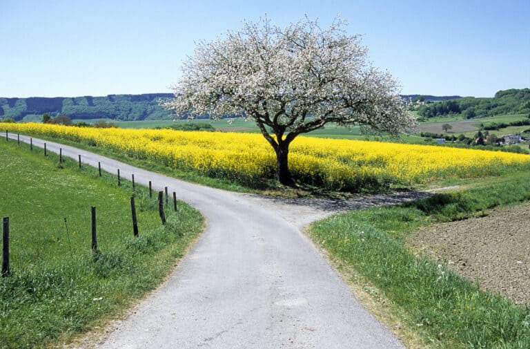 Bifurcation entre deux routes, arbre bucolique