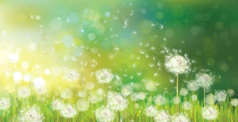 Vector of spring background with white dandelions.