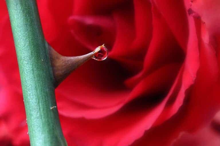 Le chemin: la rose et l'épine