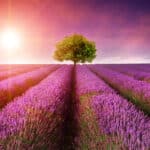 Chercheur sur le Chemin Stunning lavender field landscape Summer sunset with single tree on horizon