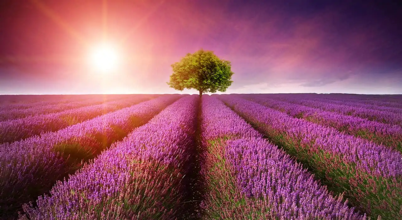 Stunning lavender field landscape Summer sunset with single tree on horizon
