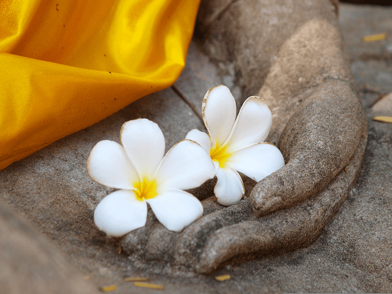 fleur de plumeria sur l'ancienne main d'une statue de bouddha