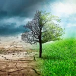 Le Voyage de l’Âme sur le Chemin Onirique Subtil Un arbre en champ sec et un arbre en champ humide mettant en scène Le Phénomène de la Mort.