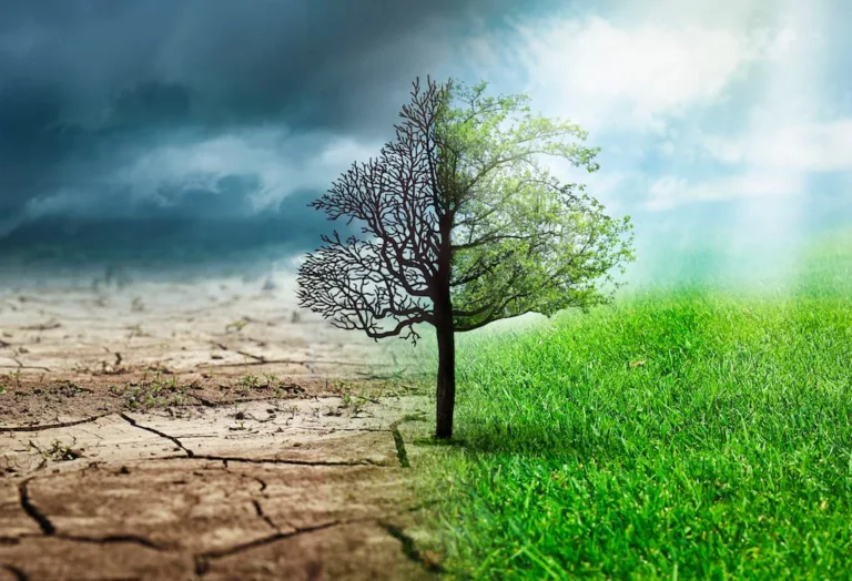 Un arbre en champ sec et un arbre en champ humide mettant en scène Le Phénomène de la Mort.