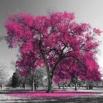 Une image aux couleurs vives montrant un grand arbre aux feuilles rose vif se dressant sur un fond noir et blanc d'un parc, représentant l'ignorance, avec une dispersion de feuilles roses sur le sol en dessous.