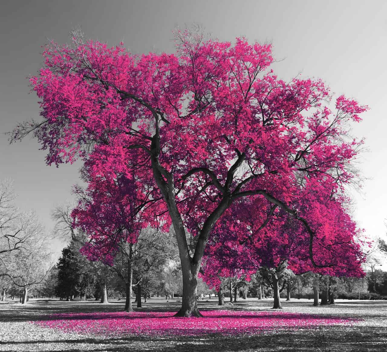 Une image aux couleurs vives montrant un grand arbre aux feuilles rose vif se dressant sur un fond noir et blanc d'un parc, représentant l'ignorance, avec une dispersion de feuilles roses sur le sol en dessous.