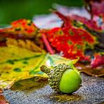 Gros plan d'un gland vert, souvent surnommé « Le secret du gland », posé sur une surface lisse au milieu de feuilles d'automne vives aux teintes rouges, orange et jaunes. L'arrière-plan légèrement flou met en valeur leurs textures et leurs couleurs, créant un tableau d'automne enchanteur, presque ésotérique.