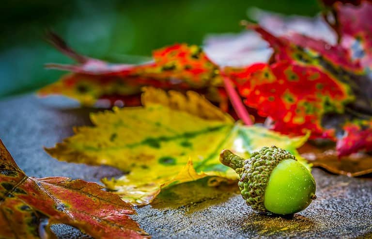 Gros plan d'un gland vert, souvent surnommé « Le secret du gland », posé sur une surface lisse au milieu de feuilles d'automne vives aux teintes rouges, orange et jaunes. L'arrière-plan légèrement flou met en valeur leurs textures et leurs couleurs, créant un tableau d'automne enchanteur, presque ésotérique.