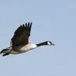 L’Éveil d'Ajna Chakra, Troisième Œil d’Intuition et de Sagesse Une bernache du Canada à la tête et au cou noirs, aux joues blanches et au corps brun s'élève sous un ciel bleu clair, les ailes entièrement déployées vers le haut à mi-palme - une vision élégante évoquant le Hamsa et un sentiment d'État dans la Conscience Cosmique de la nature.