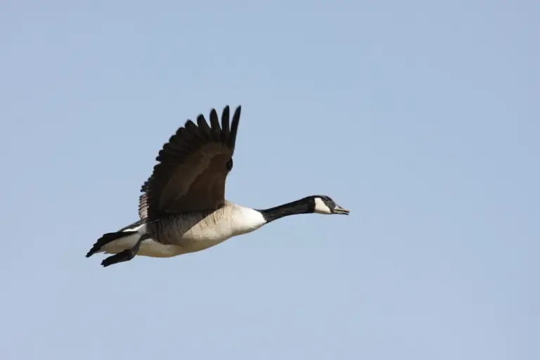 Une bernache du Canada à la tête et au cou noirs, aux joues blanches et au corps brun s'élève sous un ciel bleu clair, les ailes entièrement déployées vers le haut à mi-palme - une vision élégante évoquant le Hamsa et un sentiment d'État dans la Conscience Cosmique de la nature.