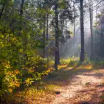 Une scène de forêt éclairée par le soleil, avec de grands pins projetant de longues ombres sur le sol, évoque la réflexion et invite aux Propos de la Vie. La lumière du soleil filtre à travers le feuillage vert et jaune, créant une atmosphère calme avec de la brume flottant légèrement dans l'air.