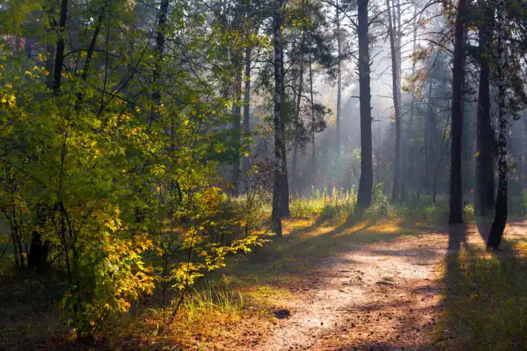 Une scène de forêt éclairée par le soleil, avec de grands pins projetant de longues ombres sur le sol, évoque la réflexion et invite aux Propos de la Vie. La lumière du soleil filtre à travers le feuillage vert et jaune, créant une atmosphère calme avec de la brume flottant légèrement dans l'air.