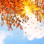 La lumière du soleil brille à travers les feuilles d'automne orangées sur les branches des arbres, irradiant le prana dans toute la scène. Quelques feuilles dérivent doucement dans le ciel, tandis que quelques nuages doux et blancs flottent sur le bleu, créant un univers chaud et lumineux de beauté automnale.