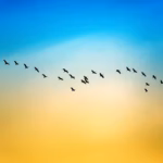 La Transmigration Spirituelle Une volée d'oiseaux vole en V dans un ciel dégradé, leurs silhouettes sombres évoquant La Transmigration - un sentiment de mouvement spirituel et de tranquillité alors qu'ils voyagent à travers les couleurs sereines de l'aube ou du crépuscule.