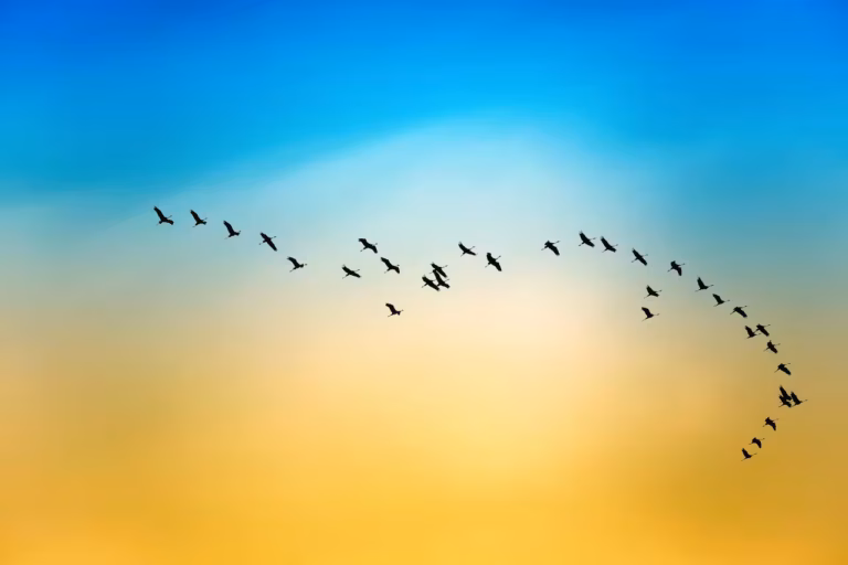 Une volée d'oiseaux vole en V dans un ciel dégradé, leurs silhouettes sombres évoquant La Transmigration - un sentiment de mouvement spirituel et de tranquillité alors qu'ils voyagent à travers les couleurs sereines de l'aube ou du crépuscule.