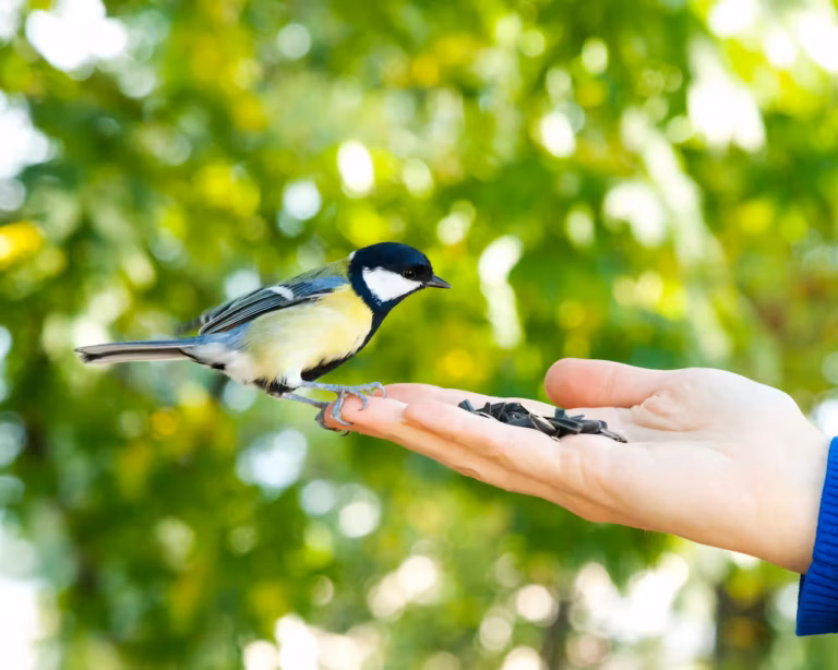 Un petit oiseau noir, blanc et jaune se perche sur la main ouverte d'une personne, picorant des graines - un moment simple qui capture l'esprit de Vie Positive. La lumière du soleil filtre à travers un feuillage vert flou à l'arrière-plan.