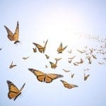 Le Yoga, une Voie vers la Sagesse, le Samadhi et les Yoga-siddhis papillons qui s'envolent dans le ciel