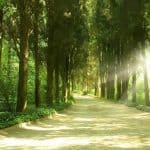 Évolution plus douce: principes 9 à 13 Chemin champêtre sous les arbres, bercé de lumière tamisée