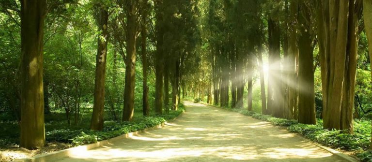 Chemin champêtre sous les arbres, bercé de lumière tamisée