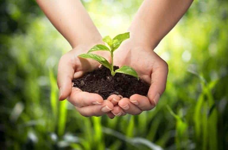 Donation, terre dans les mains, jeunes pousses