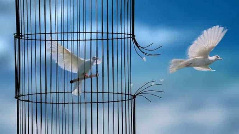 oiseau qui s'envole de sa cage, liberté, libération des sentiments