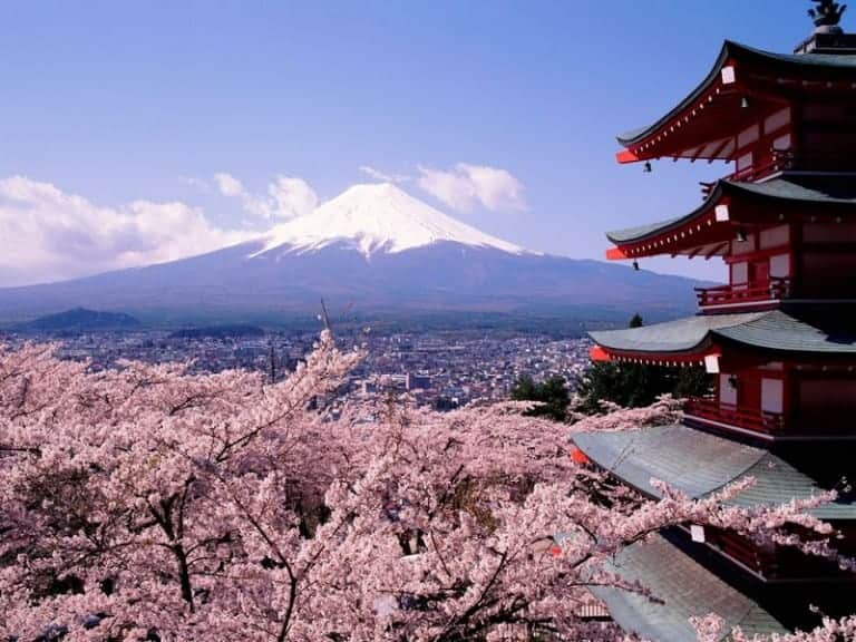 keshiki, le chemin de l'éveil, cerisiers en fleurs au japon, mont Fuji