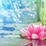 méditation profonde, lotus au bord de l'eau