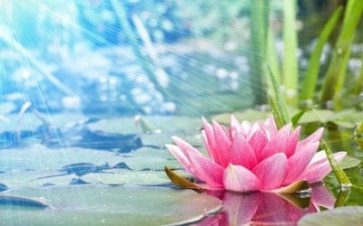 méditation profonde, lotus au bord de l'eau