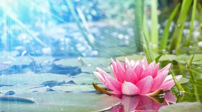 méditation profonde, lotus au bord de l'eau