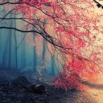 Saison : mort et renaissance des arbres, renouveau de la nature