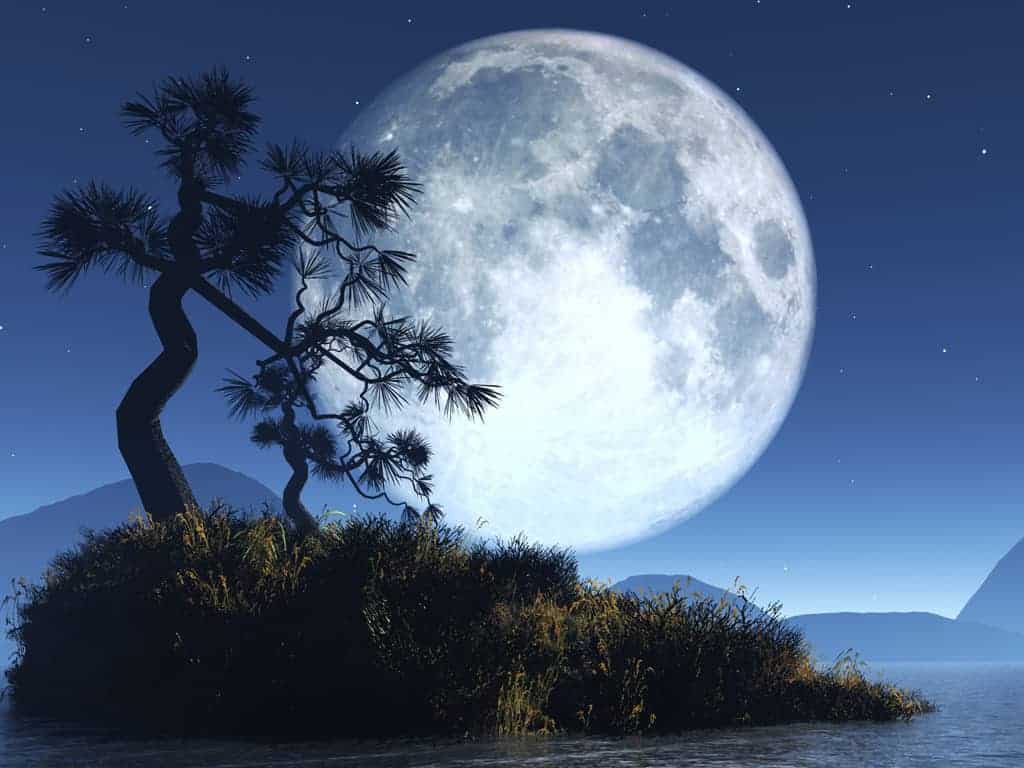 Nouvelle lune, paysage d'un arbre