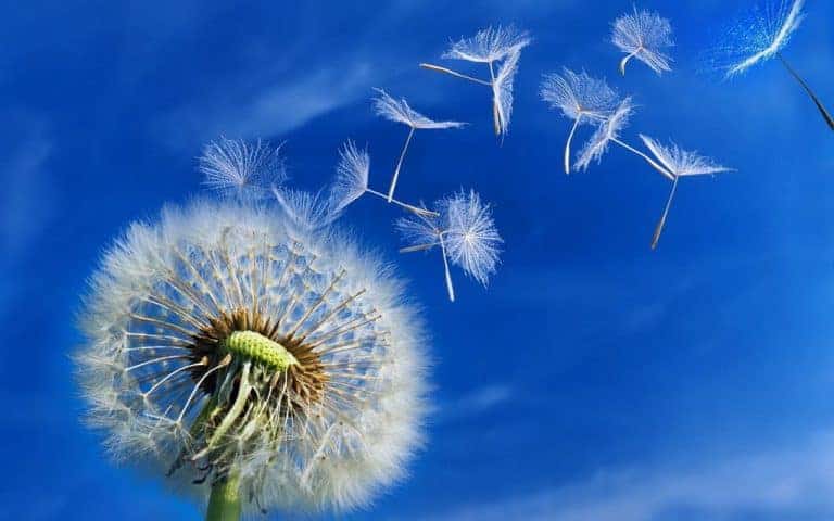 Pissenlits qui s'envolent dans un ciel bleu et pur : le karma